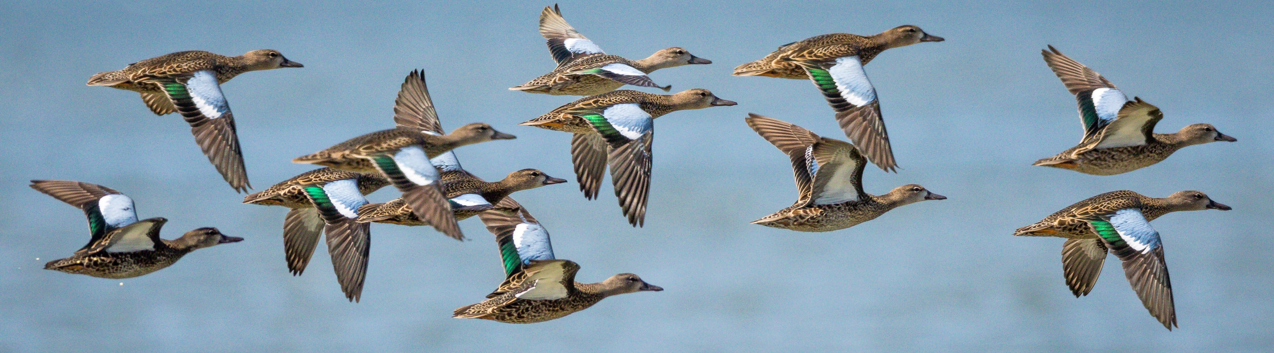 US Fish and Wildlife Service (FWS) screenshot